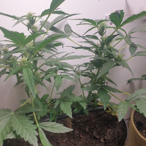 Cherry zoap 1 2024 growlog timeline photo