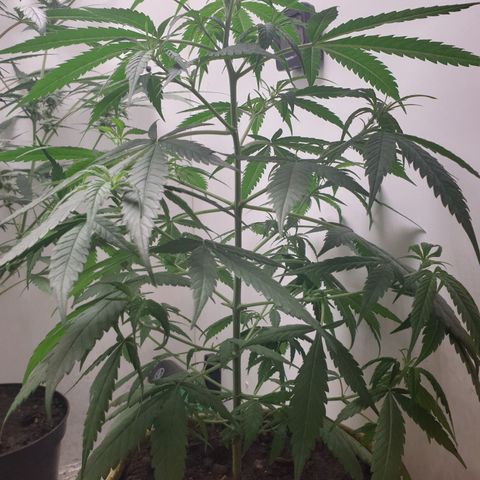 Purple kush 1 2024 growlog timeline photo