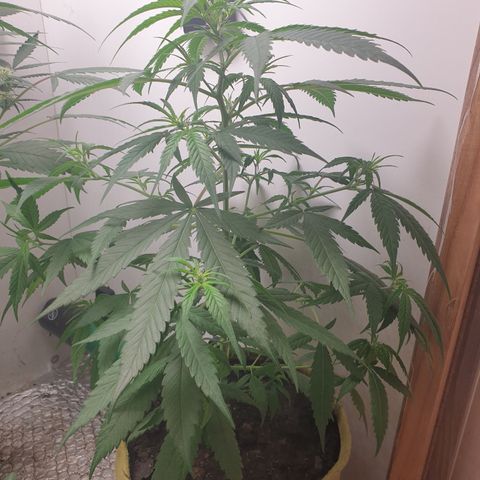 Purple kush 1 2024 growlog timeline photo