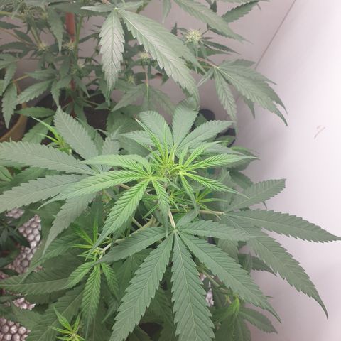 Purple kush 1 2024 growlog timeline photo