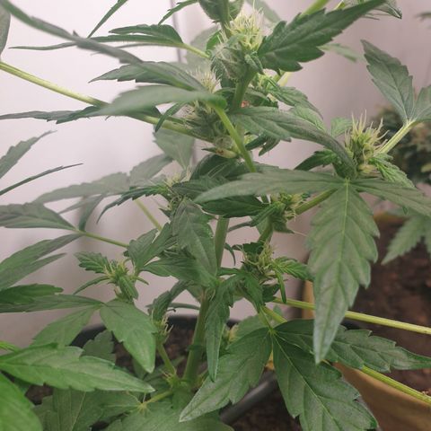 Cherry zoap 1 2024 growlog timeline photo