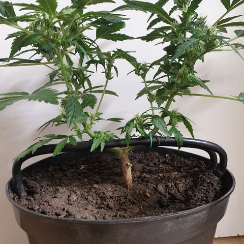 Cherry zoap 1 2024 growlog timeline photo