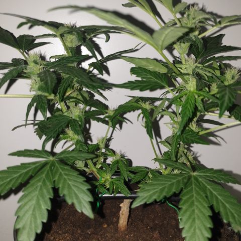Cherry zoap 1 2024 growlog timeline photo