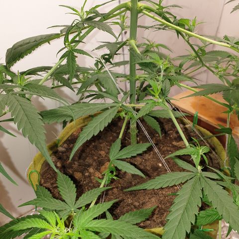 Purple kush 1 2024 growlog timeline photo