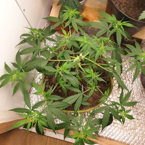 Purple kush 1 2024 growlog timeline photo