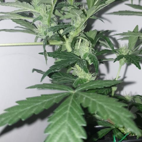 Cherry zoap 1 2024 growlog timeline photo