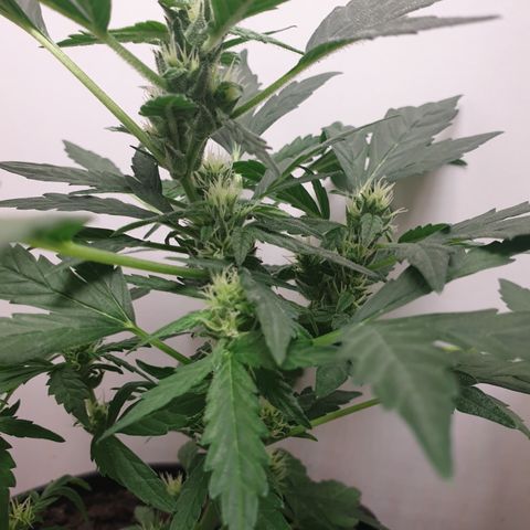 Cherry zoap 1 2024 growlog timeline photo