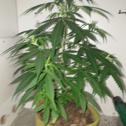 Purple kush 1 2024 growlog timeline photo