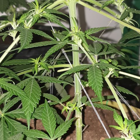 Purple kush 1 2024 growlog timeline photo