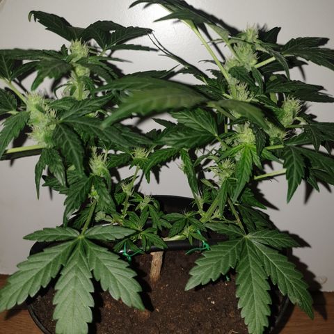 Cherry zoap 1 2024 growlog timeline photo