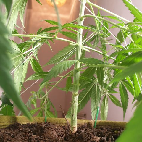 Purple kush 1 2024 growlog timeline photo