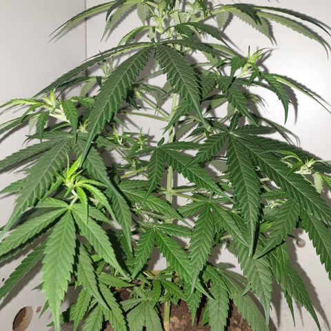 Purple kush 1 2024 growlog timeline photo