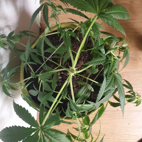 Purple kush 1 2024 growlog timeline photo