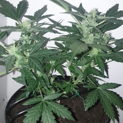 Cherry zoap 1 2024 growlog timeline photo