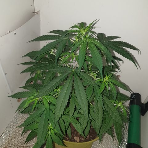 Purple kush 1 2024 growlog timeline photo