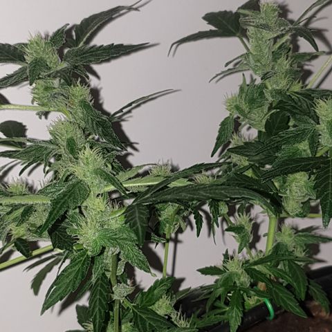Cherry zoap 1 2024 growlog timeline photo