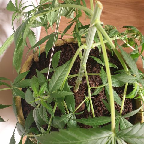 Purple kush 1 2024 growlog timeline photo