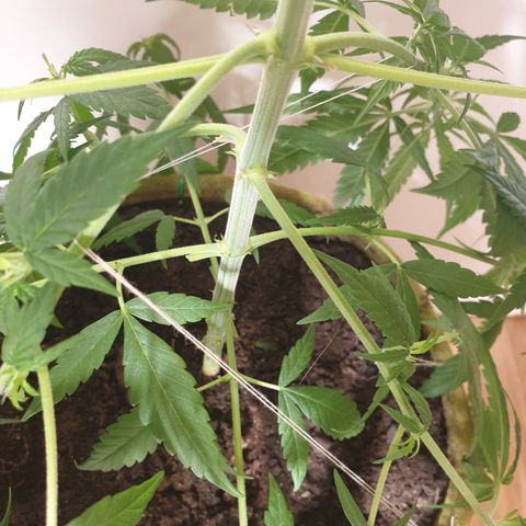 Purple kush 1 2024 growlog timeline photo