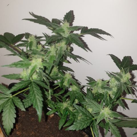 Cherry zoap 1 2024 growlog timeline photo