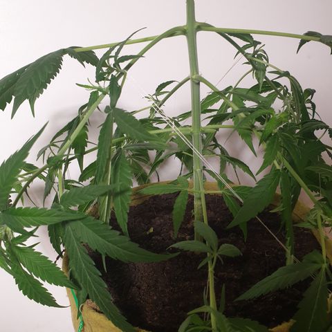 Purple kush 1 2024 growlog timeline photo