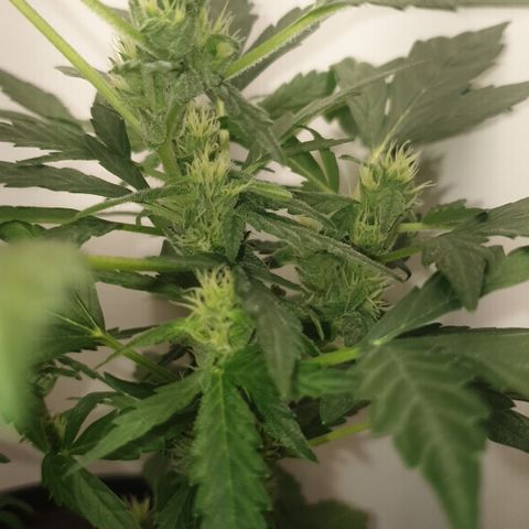 Cherry zoap 1 2024 growlog timeline photo