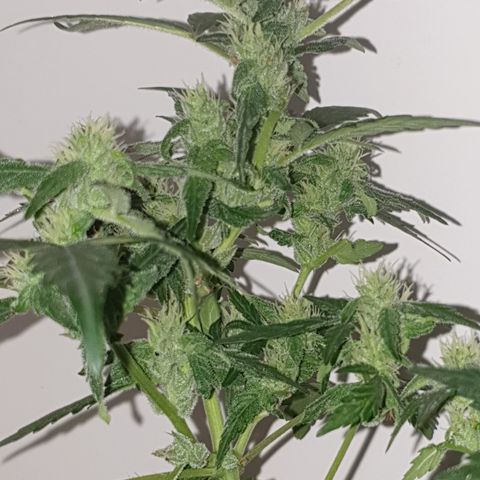 Cherry zoap 1 2024 growlog timeline photo