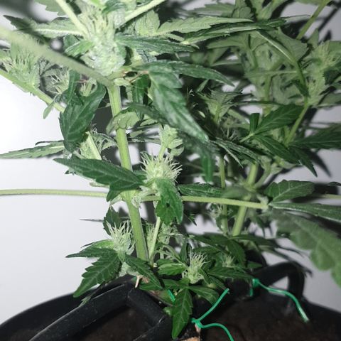 Cherry zoap 1 2024 growlog timeline photo