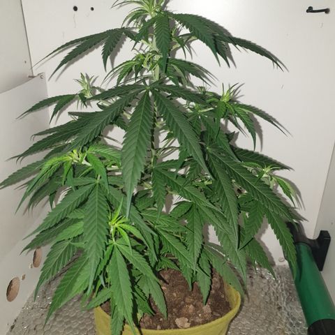 Purple kush 1 2024 growlog timeline photo