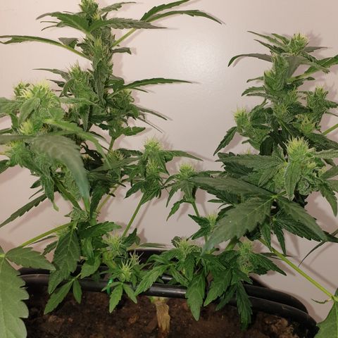 Cherry zoap 1 2024 growlog timeline photo