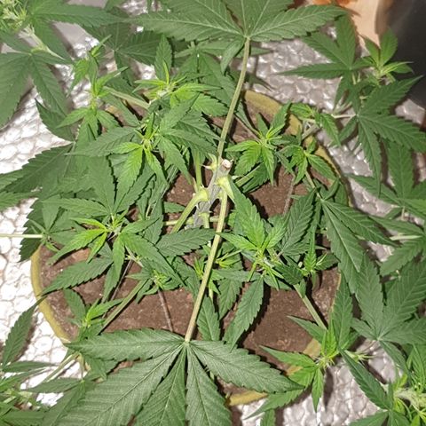 Purple kush 1 2024 growlog timeline photo