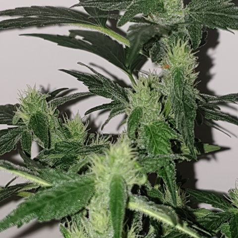 Cherry zoap 1 2024 growlog timeline photo