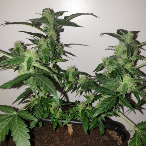 Cherry zoap 1 2024 growlog timeline photo