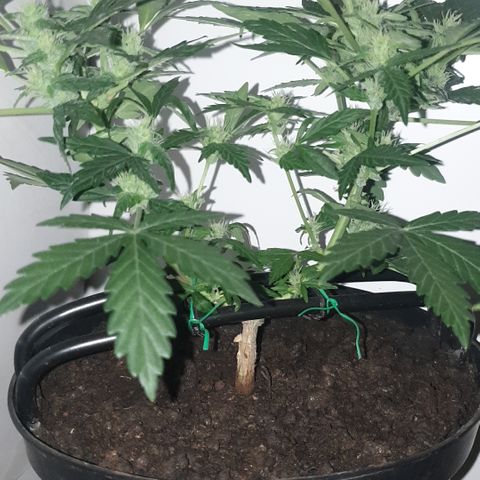 Cherry zoap 1 2024 growlog timeline photo