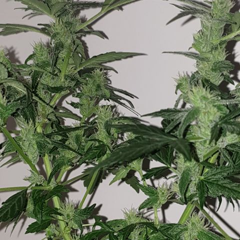 Cherry zoap 1 2024 growlog timeline photo