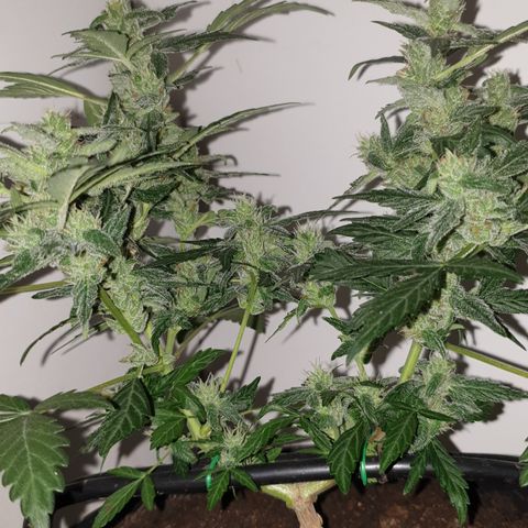 Cherry zoap 1 2024 growlog timeline photo