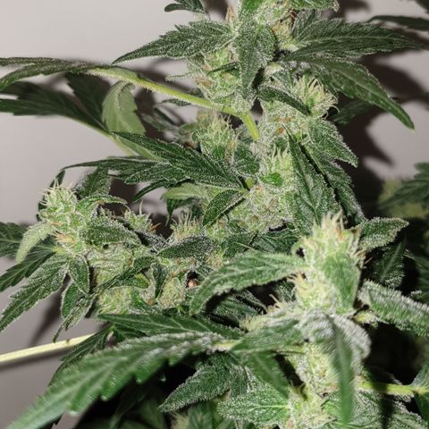 Cherry zoap 1 2024 growlog timeline photo