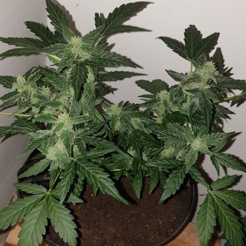 Cherry zoap 1 2024 growlog timeline photo