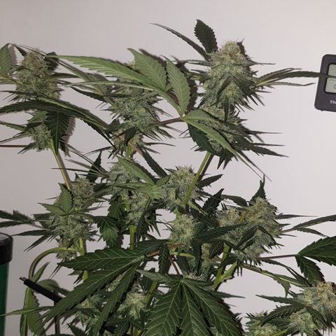 OG Cheese 1 2024 growlog in GGG🇬🇧
