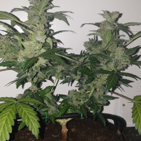 Cherry zoap 1 2024 growlog timeline photo