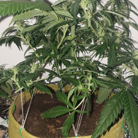 Purple kush 1 2024 growlog timeline photo