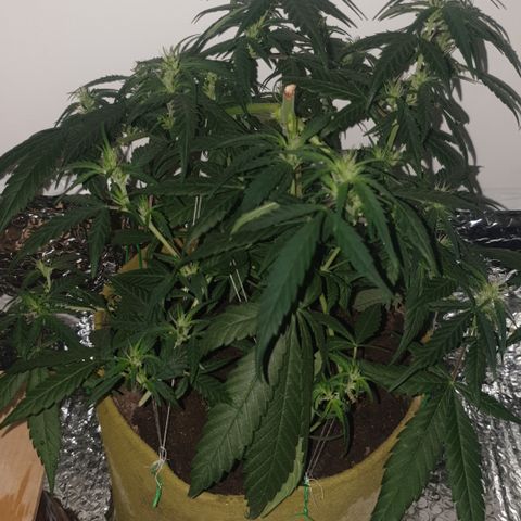 Purple kush 1 2024 growlog timeline photo
