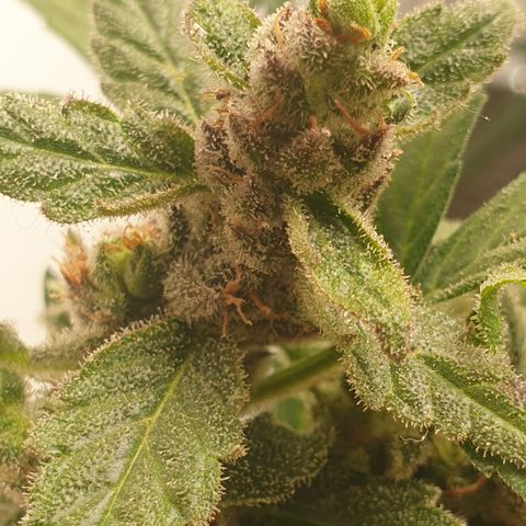 Cherry zoap 1 2024 growlog timeline photo