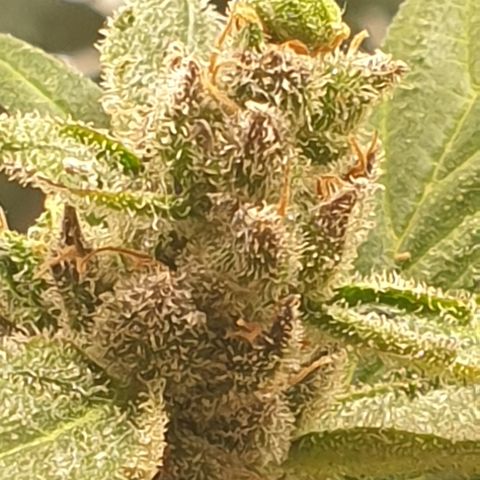 Cherry zoap 1 2024 growlog timeline photo