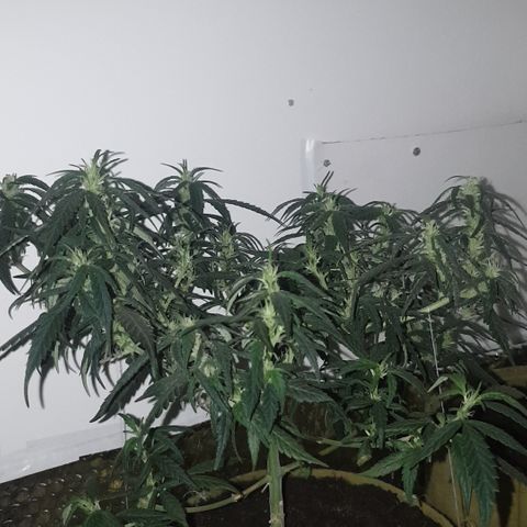 Purple kush 1 2024 growlog timeline photo