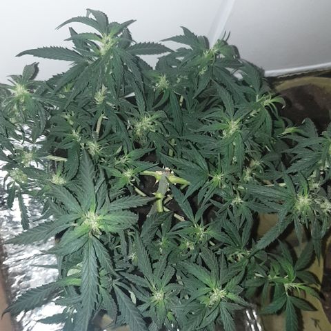 Purple kush 1 2024 growlog timeline photo