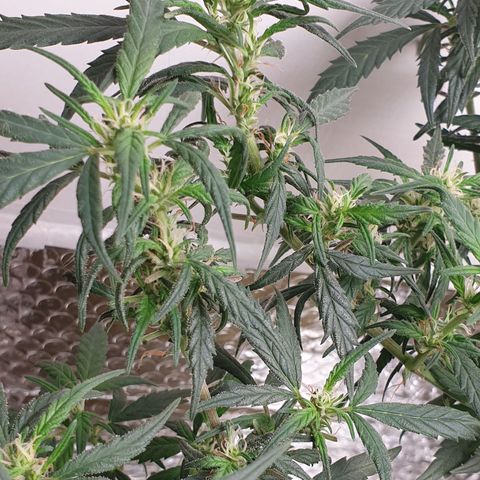 Purple kush 1 2024 growlog timeline photo