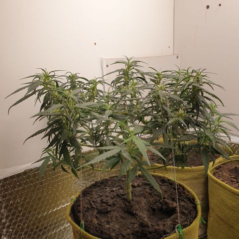 Purple kush 1 2024 growlog timeline photo