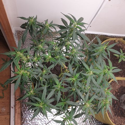 Purple kush 1 2024 growlog timeline photo
