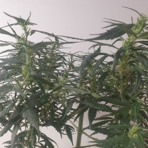 Purple kush 1 2024 growlog timeline photo