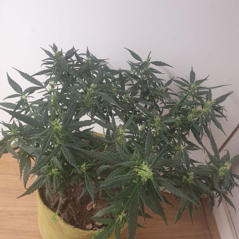 Purple kush 1 2024 growlog timeline photo